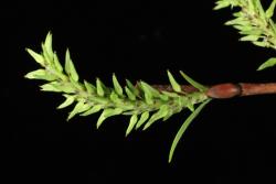 Salix eriocephala × S. petiolaris. Female catkin in late stage.
 Image: D. Glenny © Landcare Research 2020 CC BY 4.0